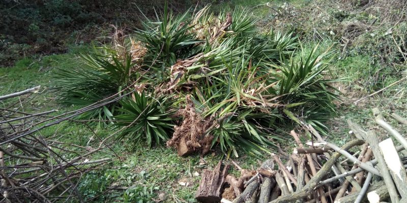 Espècies invasores com la iuca se substituiran per alzines, roures i aromàtiques autòctones com el romaní. FOTO: Cedida