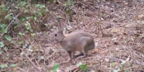 El conill de bosc té una capacitat de reproducció molt àgil. Foto: Ajuntament de Rubí | @enxampatsalbosc