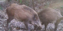 Dos exemplars de porcs senglars a Rubí. Foto: Ajuntament de Rubí | @enxampatsalbosc
