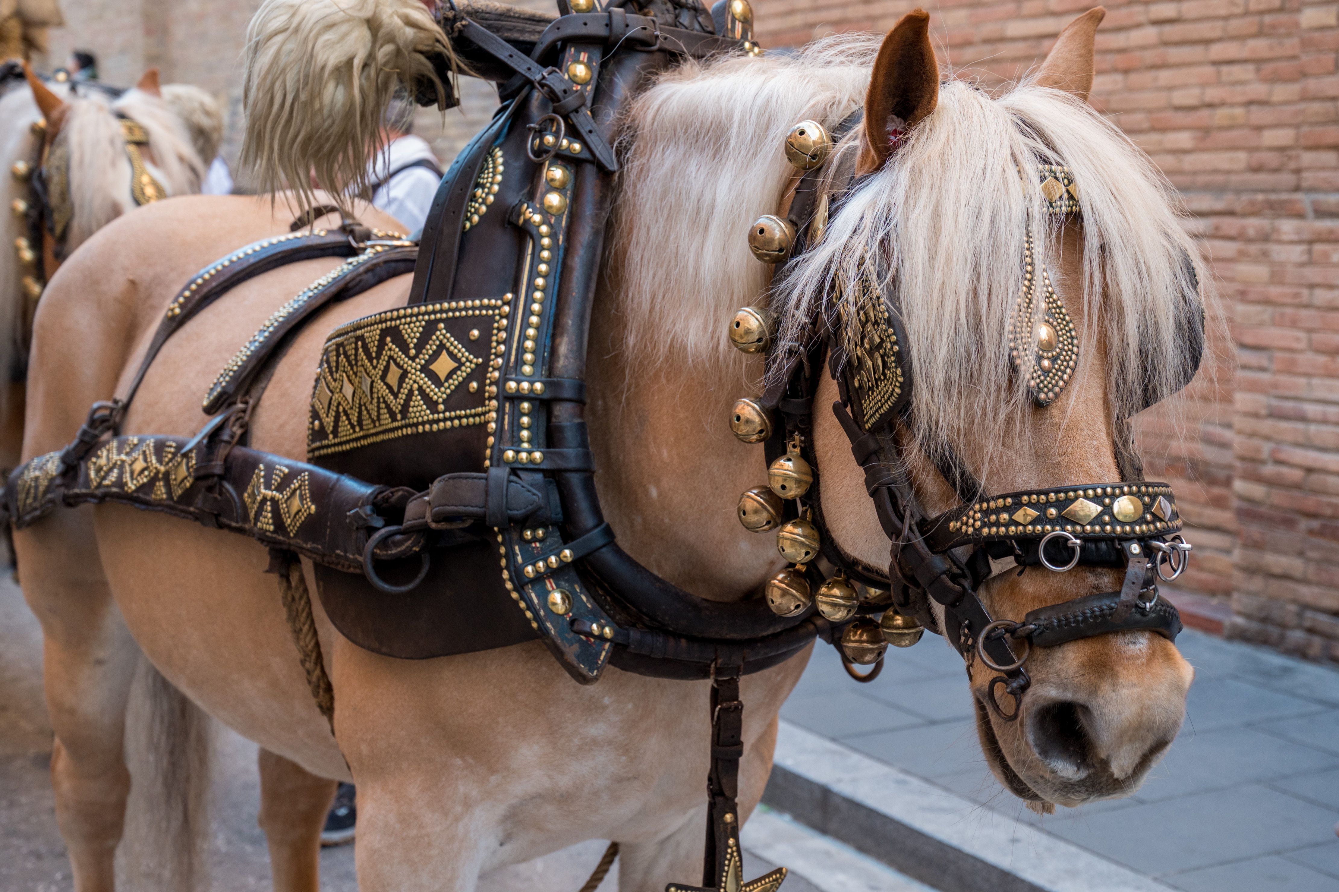 Rua dels Tres Tombs per Sant Antoni 2025 FOTO: Carmelo Jiménez